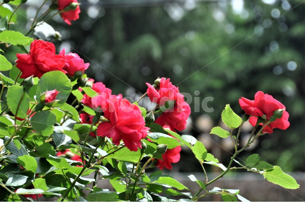 꽃,자연,식물,봄,장미,식물,자연,plants,nature,꽃,flower