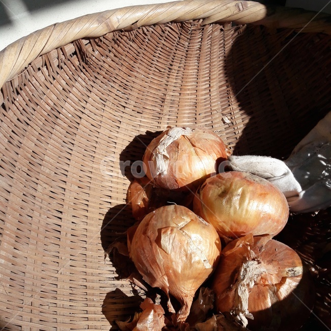 양파,식자재,자연,onion,양파껍질
