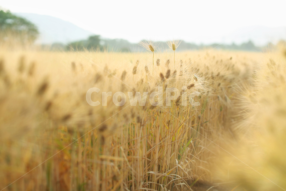 보리밭,가을,grain,곡물,들판,plant,식물,자연,풍경,nature,landscape,vegetable,야채,food,음식
