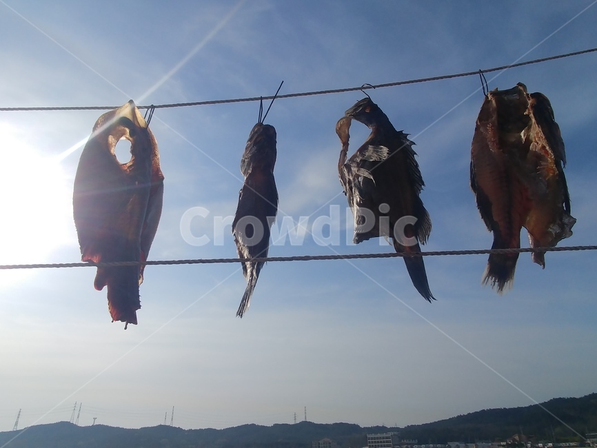해풍,말린생선,생선말리기,건조,햇살,바닷바람,어류,물고기,fish,수산물,해산물,fishery products,seafood