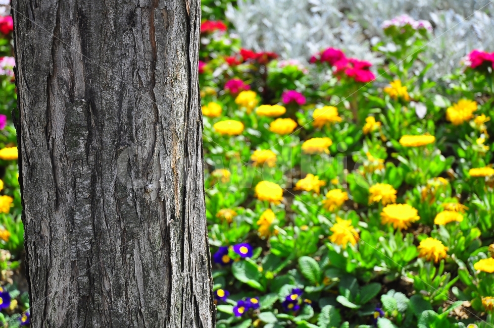 한국,공원,나무,꽃,색깔,봄,korea,park,trees,flowers,flowergarden,garden,colorful,spring,season,nature,자연,풍경,nature,landscape,식물,plants,꽃,flower,plant