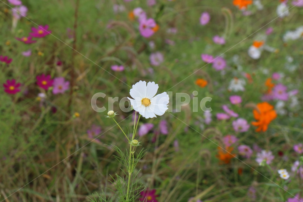 코스모스,자연,꽃,가을,가을꽃,감성,감성사진,식물,들꽃,plants,flower,nature