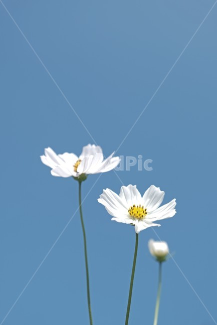 코스모스,하늘,파란하늘,꽃,가을꽃,식물,flower,가을하늘,가을,계절,fall,autumn,season,식물,자연,plants,nature,꽃,flower,plant,blossom,daisy,데이지,daisies
