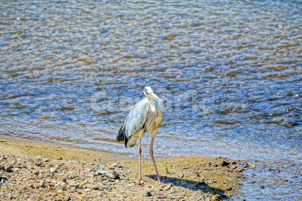 왜가리,새,동물,조류,bird,animal,서울,중랑천,강,흐르는물,자연,nature,풍경,landscape,6월,여름,river,하천,june,seoul,강변,summer,강가,모래사장,철새,동물,animal,조류,새,birds