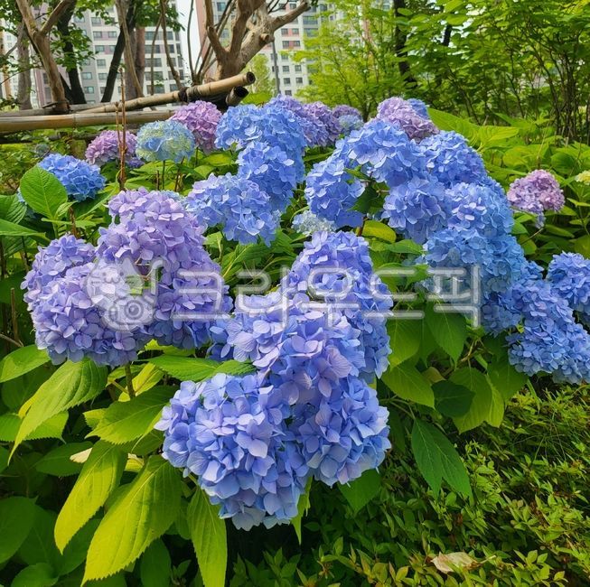 flower,꽃,화단,수국,파란