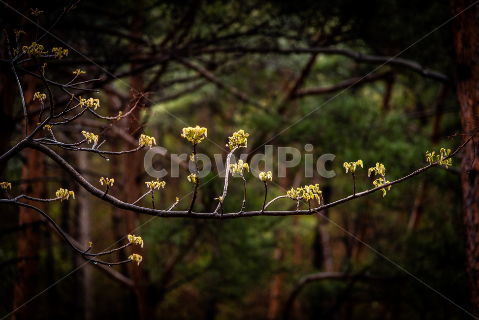 plant,식물,아침,이슬,숲,나무
