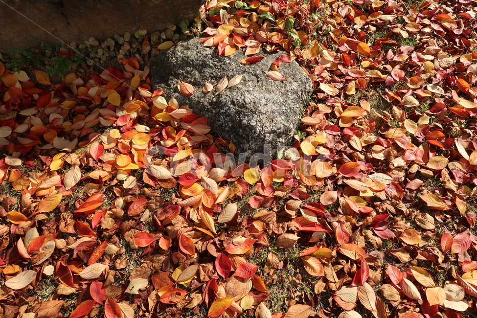 leaf,돌,단풍,식물,낙엽,가을낙엽