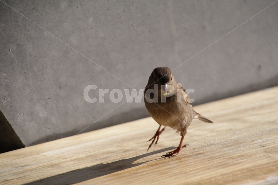 조류,새,참새,작은새,기털,동물,animal,조류,새,birds