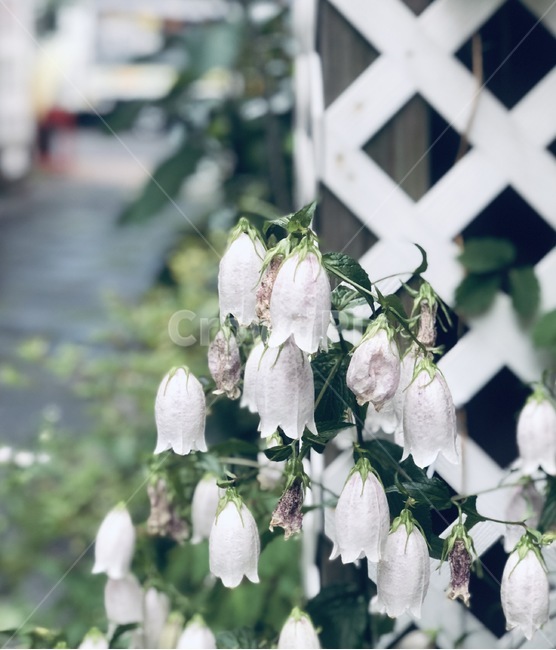 흰꽃,꽃,은방울꽃,식물,담장,식물,자연,plants,nature,꽃,flower