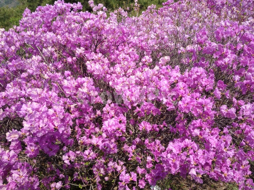 봄,꽃,진달래,풍경,배경,봄,계절,spring,season,식물,자연,plants,nature,꽃,flower,plant