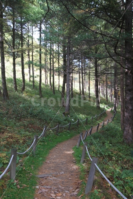 숲길,자연길,길,나무,산길,자연,풍경,nature,landscape,식물,plants,나무,trees,wood,outdoors,옥외,land,땅,tree,vegetation,초목,forest,숲,woodland,삼림지,plant,grove,작은 숲,path,통로