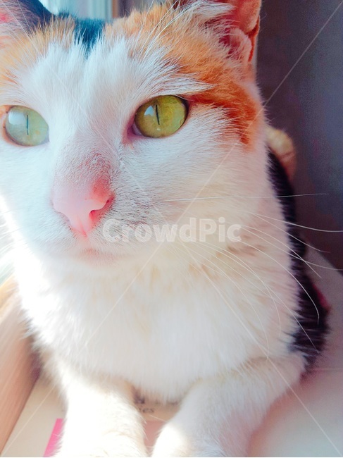삼색고양이,삼색이,고양이,코리안숏헤어,코숏,따뜻함,동물,animal,포유류,mammal,고양이,cat,kitten,kitty