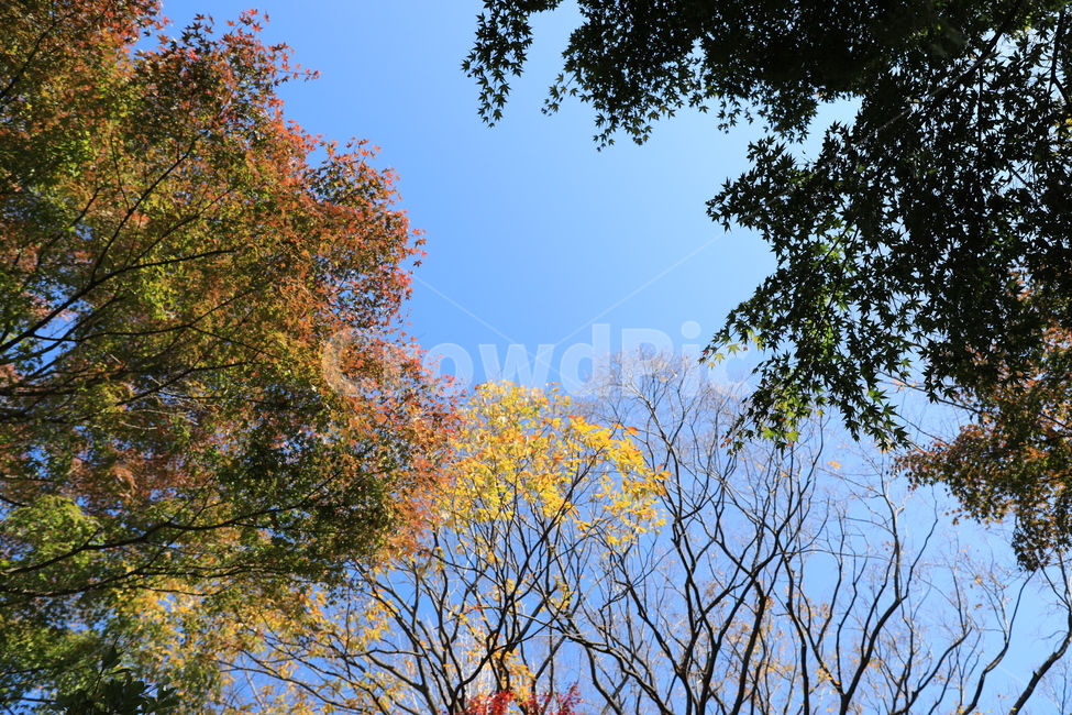 숲,공원,단풍,풍경,가을,가을,계절,fall,autumn,season,자연,풍경,nature,landscape,tree,나무,plant,식물,leaf,잎