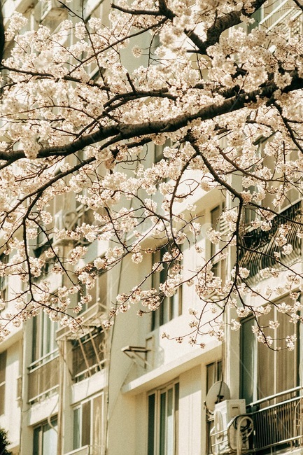 봄,꽃,벚꽃,식물,자연,spring,flower,cherryblossom,plant,nature,봄,계절,spring,season,blossom