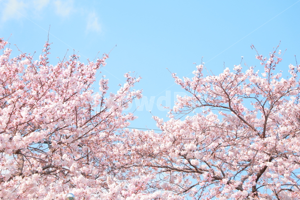 벚꽃,봄,blossom,자연,꽃,분홍,하늘,나무,식물,season,flower,pink,plants,nature,spring,봄,계절,spring,season,자연,풍경,nature,landscape,plant