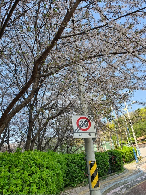 uphill road,spring,Cherry Blossom,speed limit,road