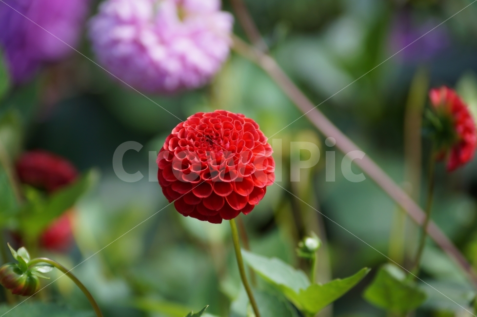 꽃,꽃사진,자연,야생화,자연꽃,식물,자연,plants,nature,꽃,flower