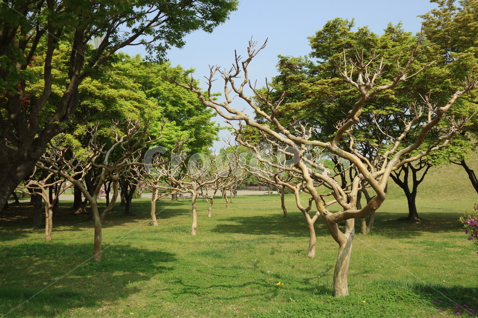 나무,숲,잔디,공원,풍경,울창,여름,햇빛,청량,tree,forest,sunny,park,summer,landscape