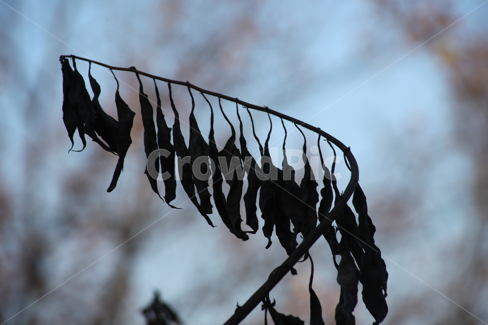 식물,잎,가을,redleaves,마른잎,가을,계절,fall,autumn,season,식물,자연,plants,nature,실루엣,그림자,silhouette,shadow