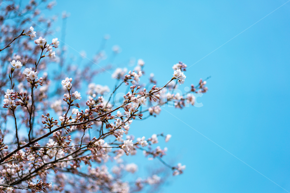 벚꽃,푸른하늘,덜핀꽃,하늘,가지,봄,계절,spring,season,plant,식물,blossom,꽃,flower