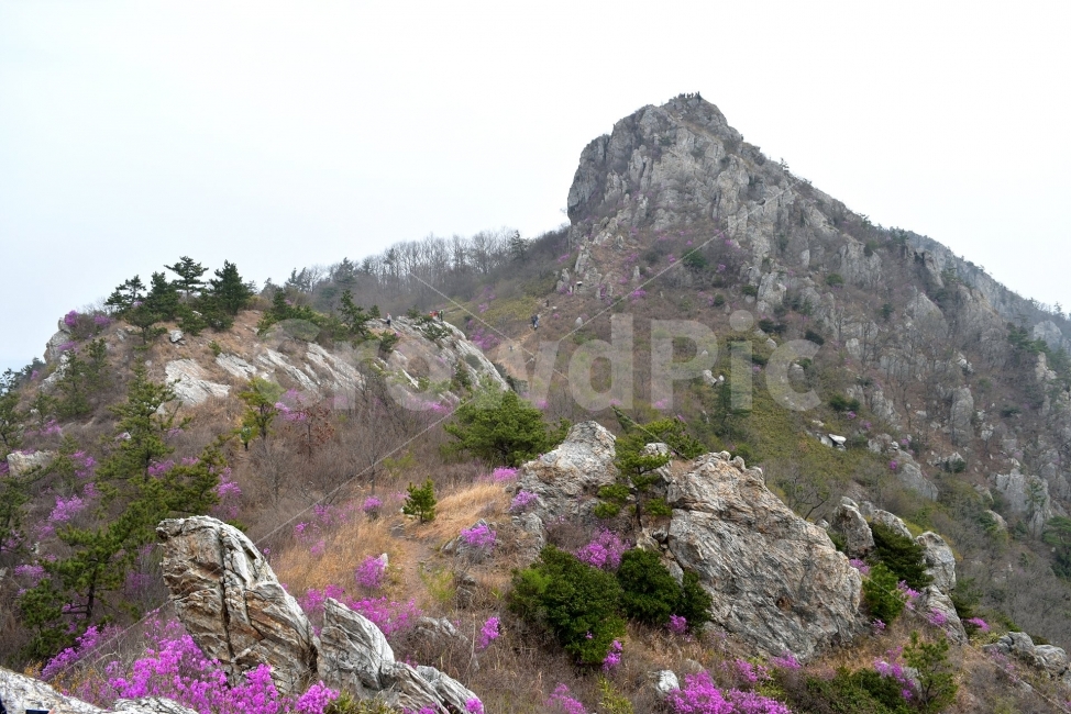 주작산,덕룡산,진달래,풍경,기암,바위,비경,봄풍경,분홍색,진달래꽃,강진,명산,산행,등산,마운틴,자연,풍경,nature,landscape,봄,계절,spring,season,outdoors,옥외