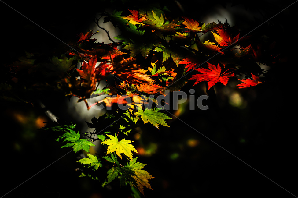 가을,산,나무,단풍,낙엽,가을,계절,fall,autumn,season,leaf,잎,plant,식물,tree