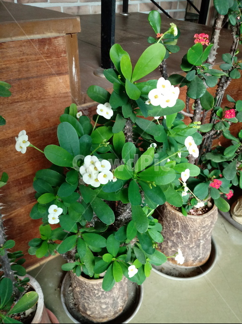식물,소품,장식용,화분,plant,leaf,잎,도기류,식물,자연,plants,nature
