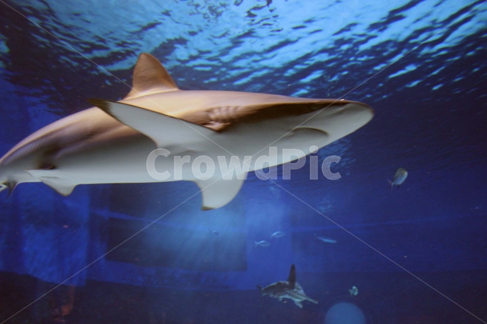 상어,수족관,아쿠아리움,shark,aquarium,물고기,고기,바다,동물,생물,야생,야생동물,동물,animal,어류,물고기,fish