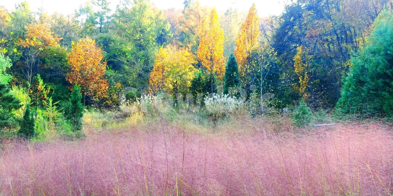 가을,가을단풍,가을빛,가을느낌,가을이미지,가을,계절,fall,autumn,season,tree,나무,plant,식물