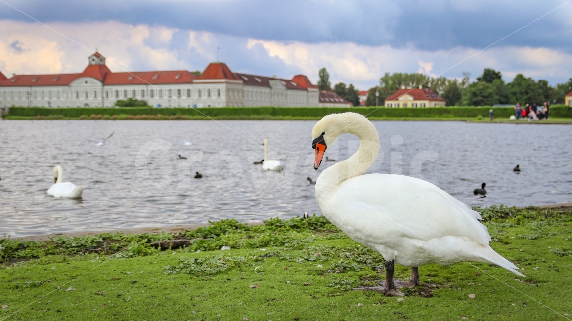 독일,뮌헨,님펜부르크궁전,백조,오리,정원,germany,munich,munchen,SchlossNymphenburg,swan,duck,Nymphenburgpalace,Nymphenburgcastle,palace,castle,성,궁전,해외,외국,세계,foreign,oversea,world,동물,animal,조류,새,birds