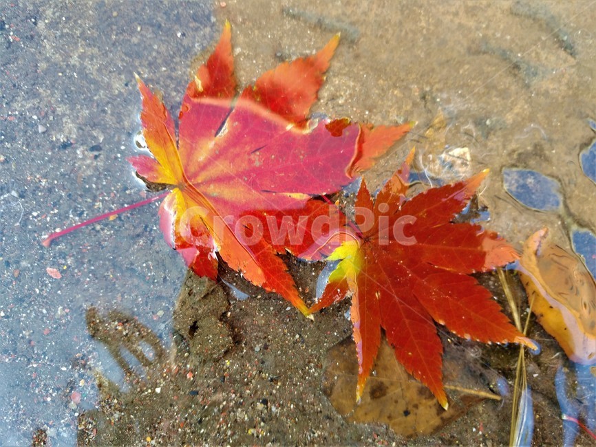 단풍,가을단풍,엽록소,가을,maple,leaf,잎,plant,식물