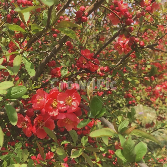 flower,꽃,동백꽃,빨간꽃,plant,식물