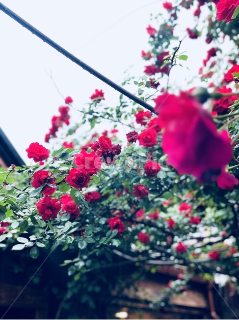 익선동,비,장미,꽃,한옥,식물,자연,plants,nature,꽃,flower