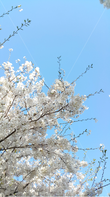 벚꽃,꽃,자연,봄,하늘,봄,계절,spring,season,plant,식물
