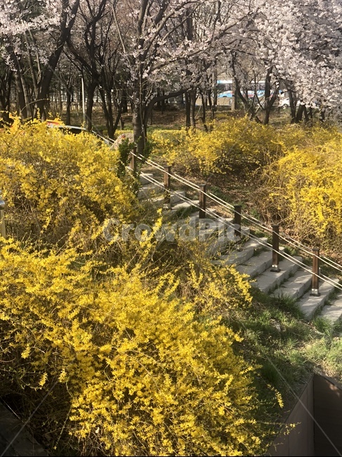 꽃,나무,개나리,하늘,봄,봄,계절,spring,season,식물,자연,plants,nature,꽃,flower,plant,handrail,난간,banister