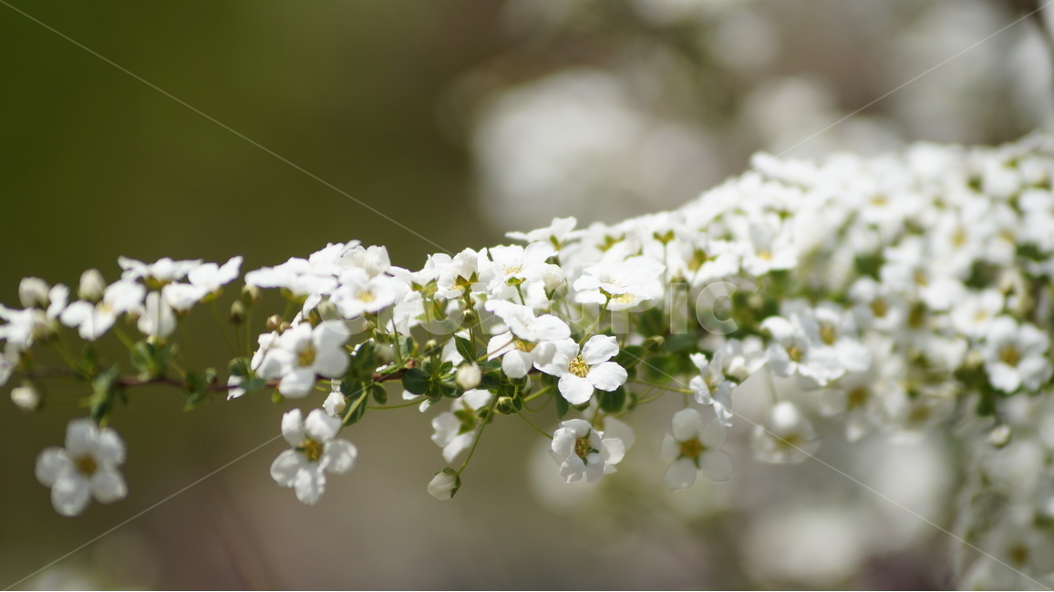봄꽃,꽃,자연,풍경,봄,야생화,봄,계절,spring,season,식물,자연,plants,nature,꽃,flower,plant,geranium,제라늄,blossom