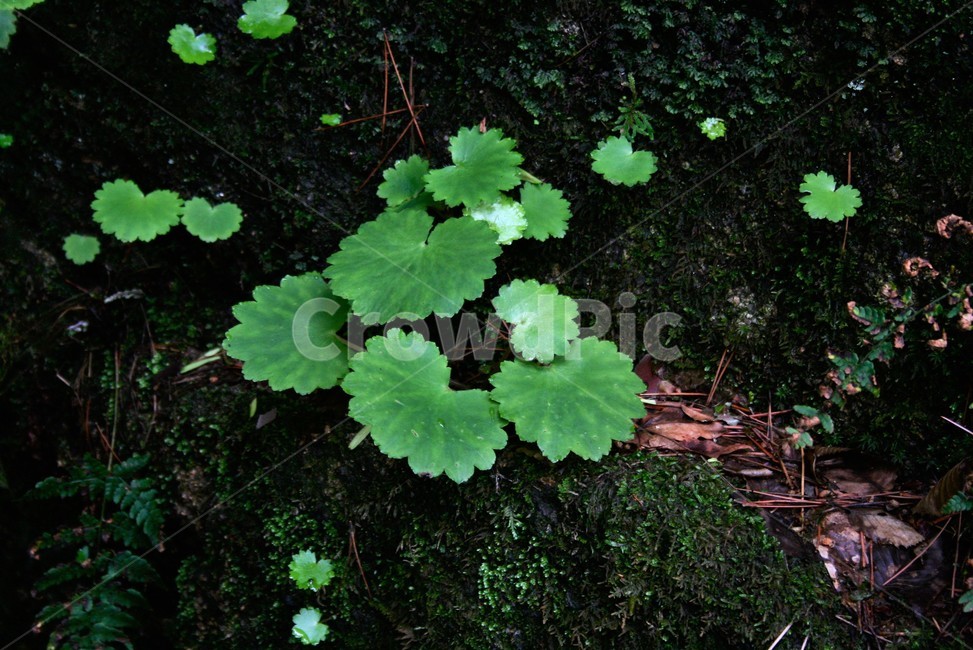 바위떡풀,범의귓과,여러해살이풀,야생화,식물,식물,자연,plants,nature