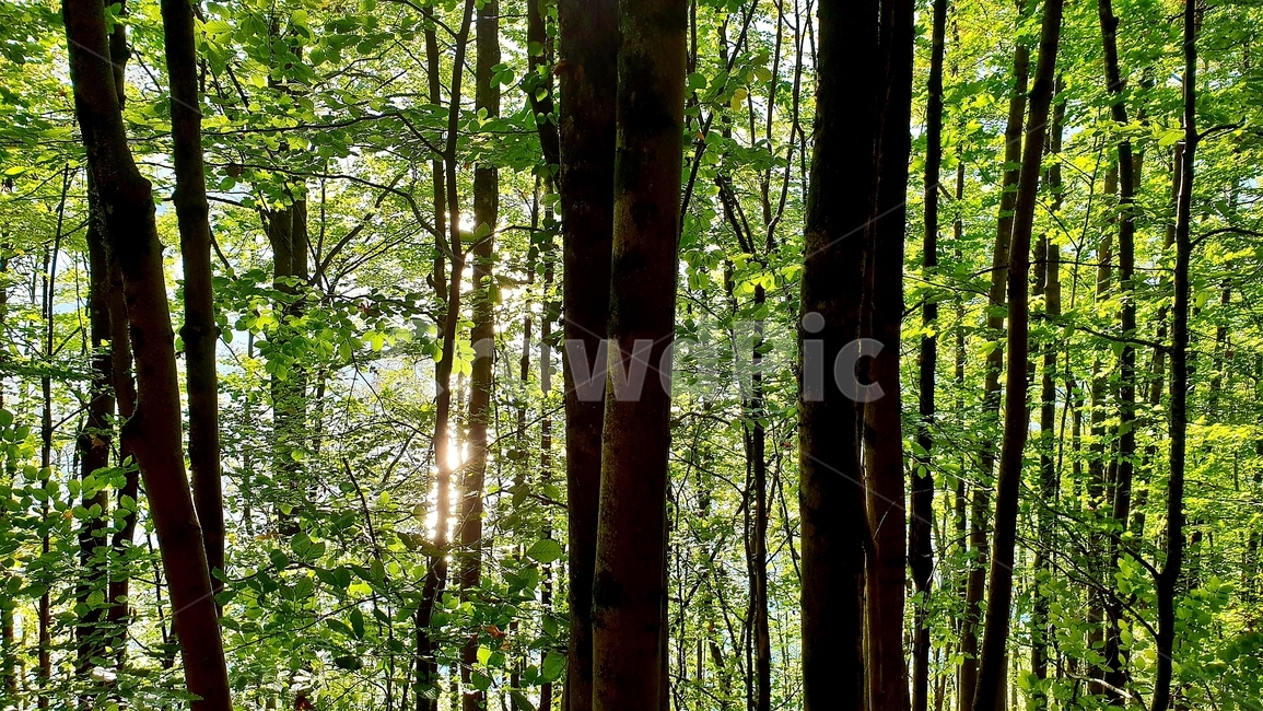 자연,나무,숲,풍경,햇살,자연,풍경,nature,landscape,plant,식물,tree