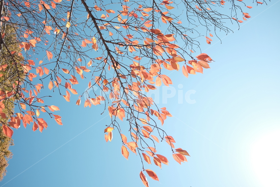 가을,가을하늘,낙엽,단풍,하늘,가을,계절,fall,autumn,season,leaf,잎,plant,식물,tree,나무