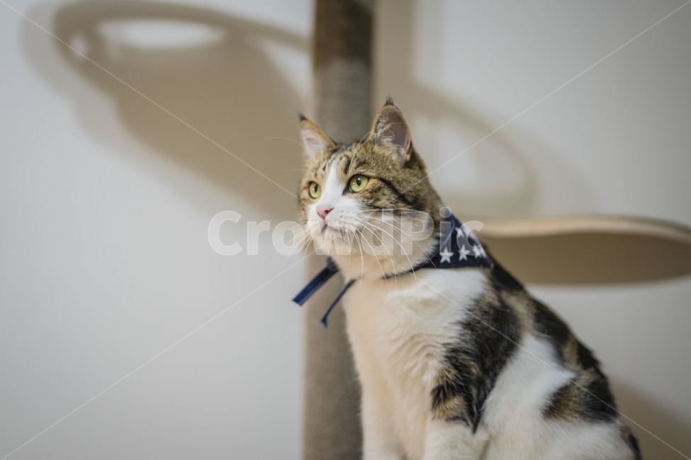 고양이,동물,브숏,브리티시숏헤어,집사,귀여움,반려동물,pet,펫,동물,animal,포유류,mammal,고양이,cat,kitten,kitty