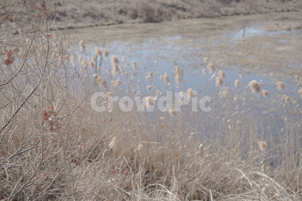 갈대,억새,겨울,가을,봄,겨울,계절,winter,season,자연,풍경,nature,landscape,식물,plants,grass,잔디,plant