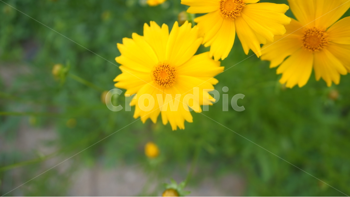 꽃,노란색,정방향,아웃포커싱,들꽃,풀,식물,자연,plants,nature,꽃,flower