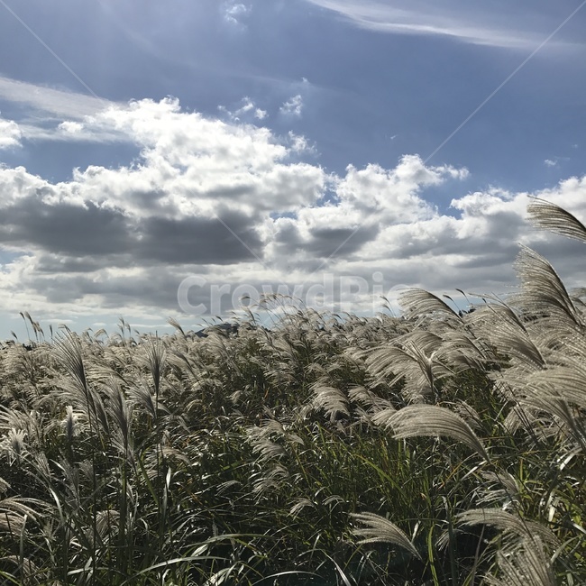 오름,바람,갈대,억새,제주도,구름,하늘,sky,cloud,배경화면,바탕화면,휴식,자연,힐링,실사,억새풀,갈대밭,제주오름,햇살,가을