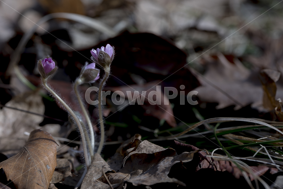 노루귀,Hepatica,신뢰,자신감,인내,confidence,수리산,구봉산,화야산,봄꽃,식물,자연,plants,nature,꽃,flower