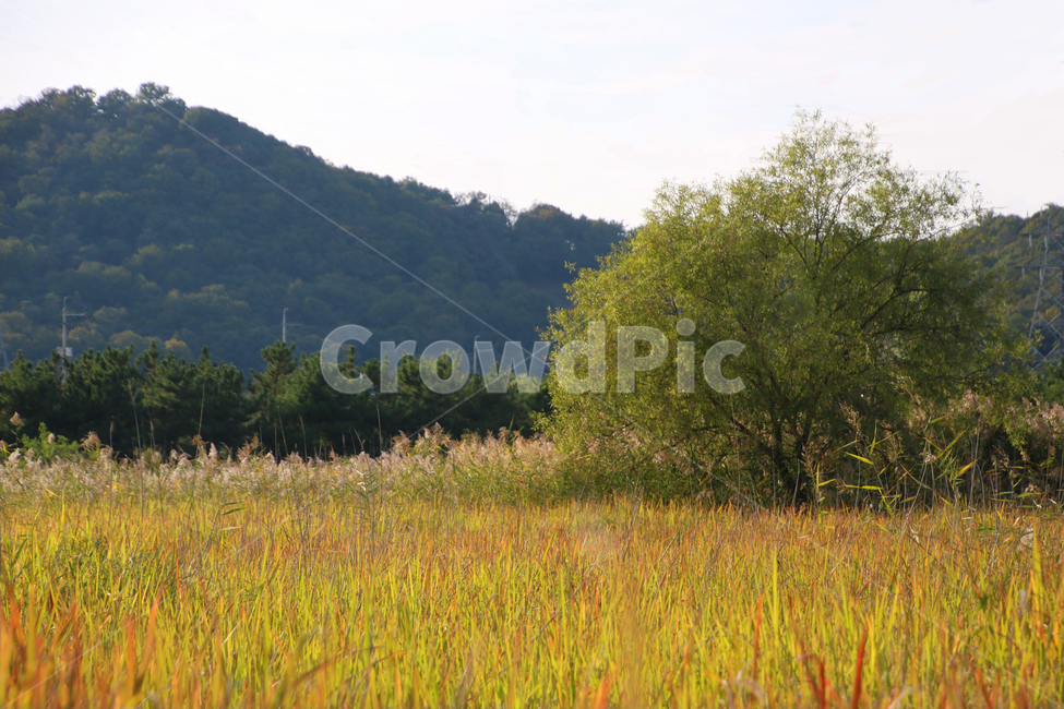 나홀로나무,감성,느낌,자연,풍경,억세,아날로그,노을,자연,풍경,nature,landscape,grassland,목초지,field,들,outdoors,옥외,rural,농촌,farm,농장,meadow