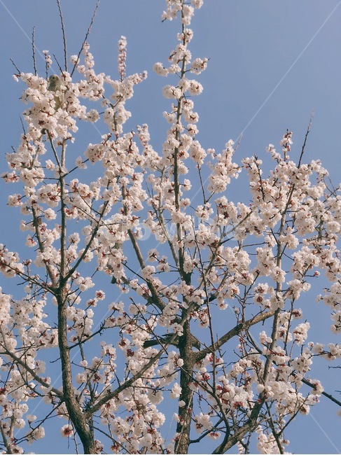 벚꽃,봄,벚꽃나무,cherryblossoms,계절,하늘,spring,봄,계절,spring,season,자연,풍경,nature,landscape,plant,식물,flower,꽃,blossom