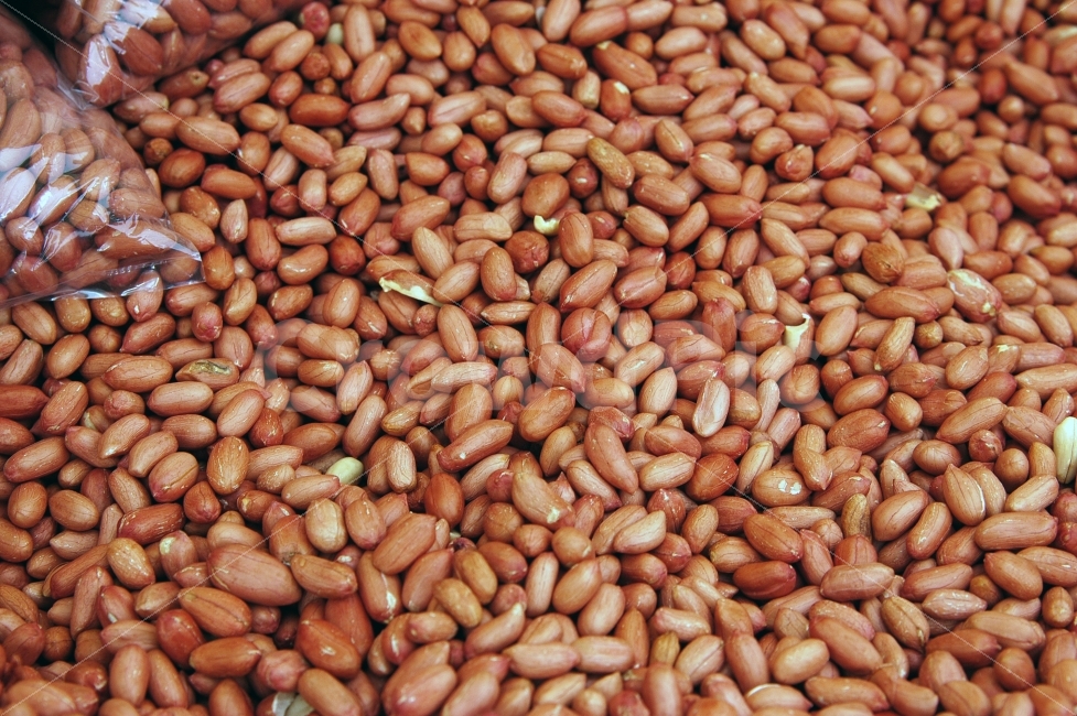 땅콩,농산물,농작물,음식,견과류,식재료,식자재,음식재료,패턴,배경,백그라운드,음식,식재료,요리,food,cook,meal,dishes,food reserves,콩류,견과류,beans,pulse,nuts,dry fruits