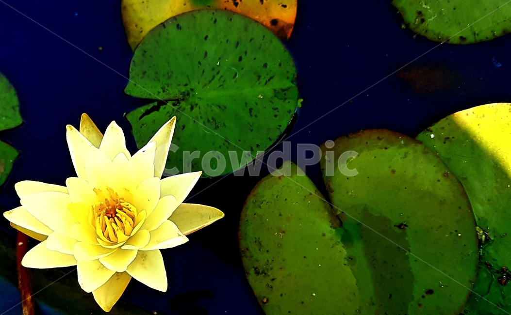 flower,꽃,연꽃,물,lotus,lotusleaf,yellow,식물,자연,plants,nature,꽃,flower
