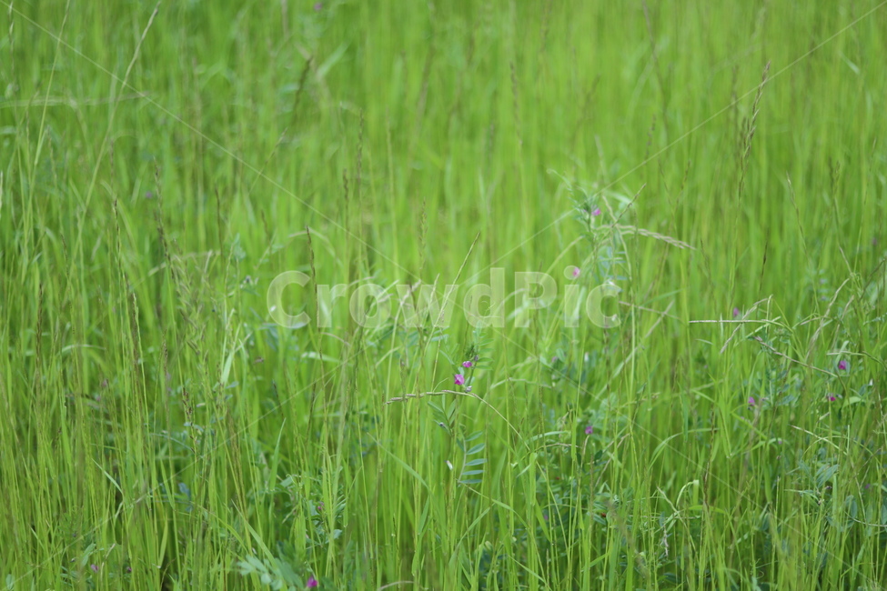 풀,잡초,초록,봄,흐림,식물,자연,plants,nature
