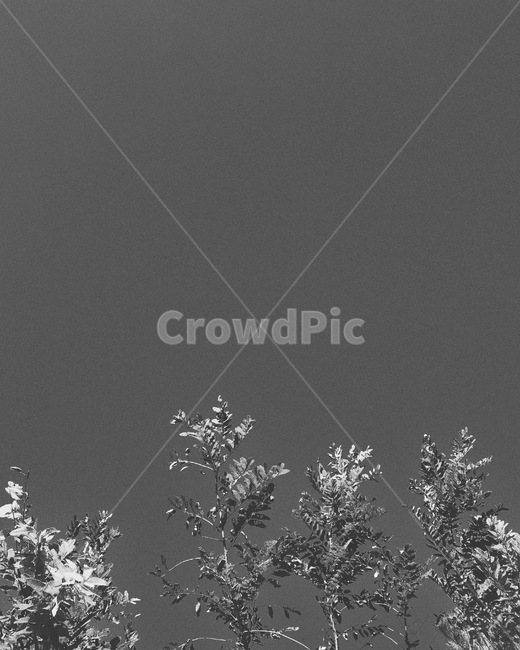 nature,자연,outdoors,옥외,흑백,풀,심플,하늘,가을,분위기,흑백,모노톤,monochrome,black and white